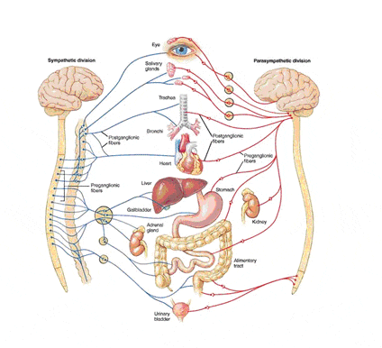 脊髄神経反射分布図