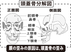 頭蓋骨の文海図