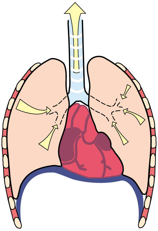 心肺機能と横隔膜