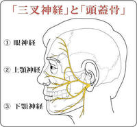 三叉神経と歯