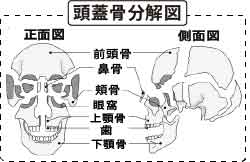 頭蓋骨の仕組み