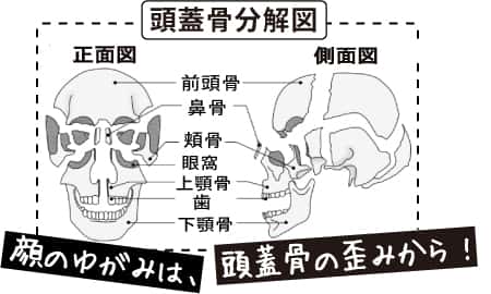 顔の歪みと頭蓋骨