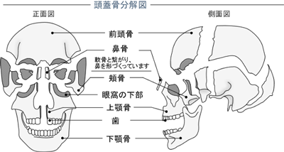 顔の歪みと頭蓋骨分解図イラスト