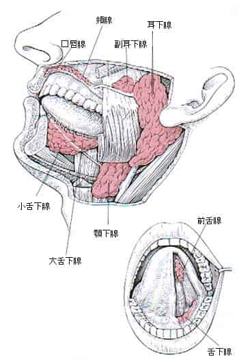 唾液腺