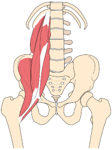 分かりやすい大腰筋のイラスト