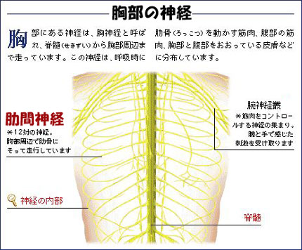 あばら骨の痛みと肋間神経の場所