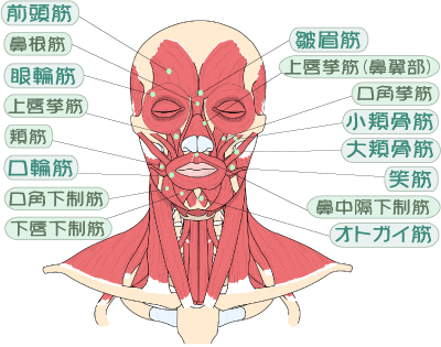 顔の歪みと表情筋の関係