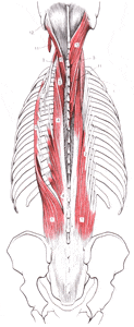 脊柱起立筋のイラスト