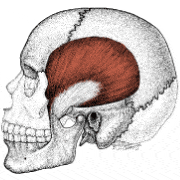 咀嚼筋の一つ側頭筋