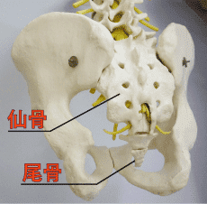 骨盤背面図