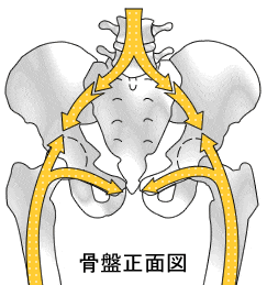 骨盤が体重を支えている