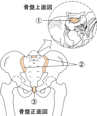 骨盤の仙腸関節と恥骨結合と腰仙関節