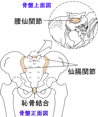 骨盤の仙腸関節と恥骨結合