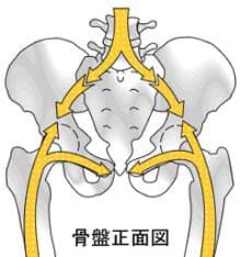 体を支える骨盤