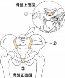 仙腸関節と恥骨結合