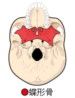表情筋と蝶形骨の歪み