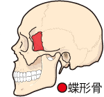 蝶形骨と顔筋肉 表情筋