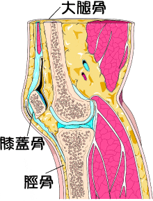 膝の分かりやすい、構造イラスト