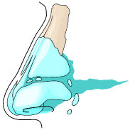鼻の構造を分かりやすく描いた、イラスト。