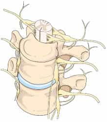交感神経が背骨の椎体から出ている