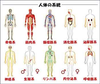 人体の10大系統図