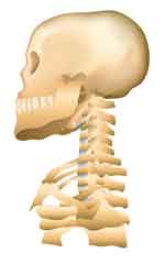 頸椎と自律神経