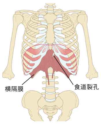 横隔膜