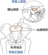 骨盤と仙腸関節