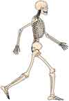 歩く骸骨