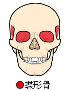 蝶形骨イラスト