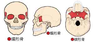 蝶形骨