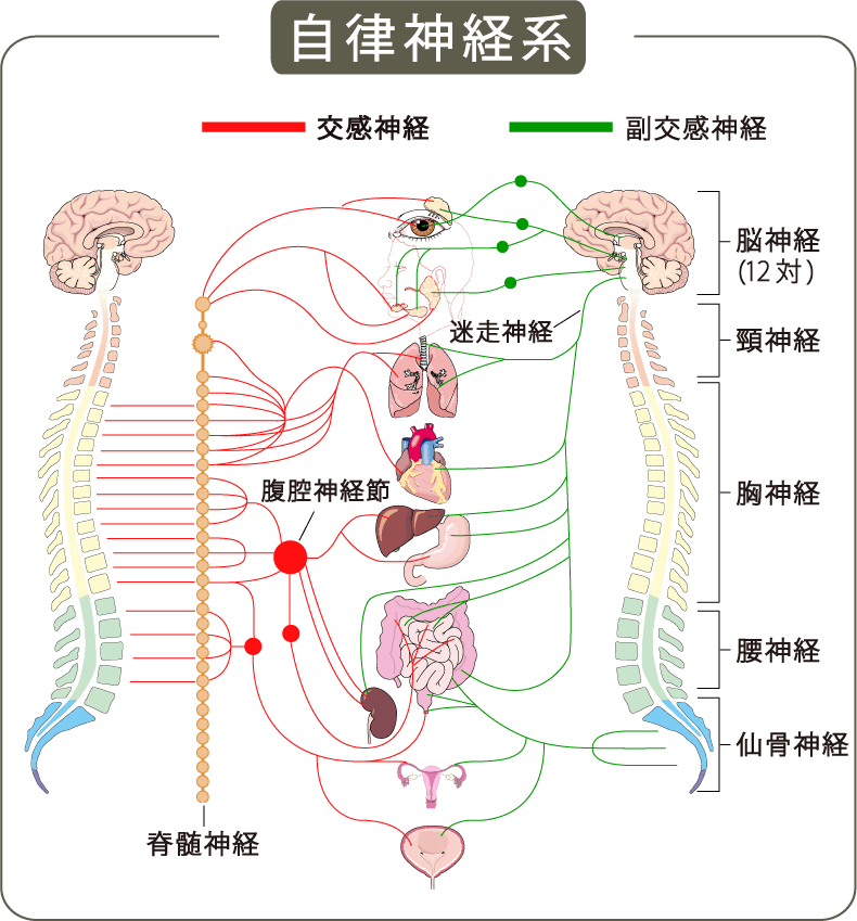 脳神経と自律神経のイラスト
