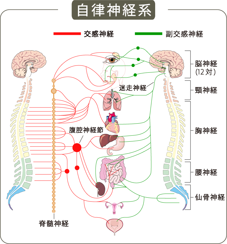 免疫力と自律神経