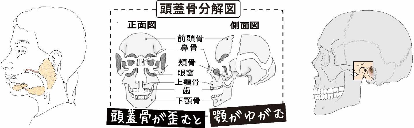 唾液腺と頭蓋骨